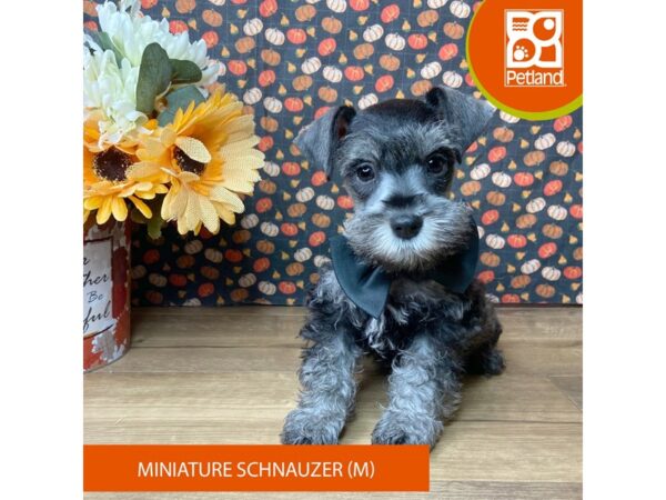 Miniature Schnauzer – 9490