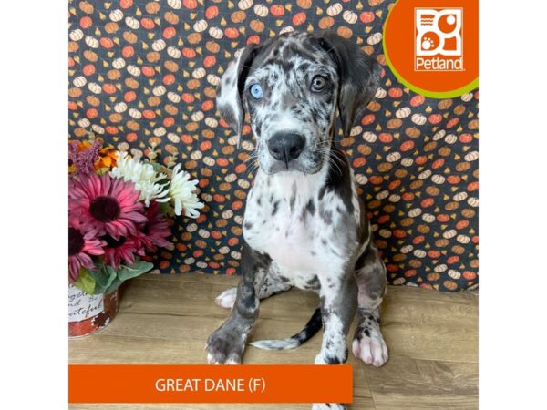 Great Dane – 9489
