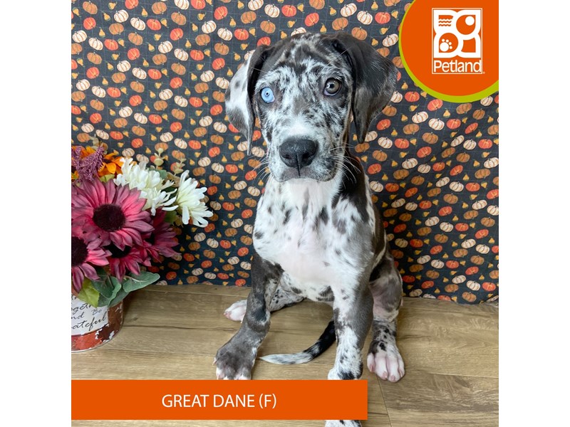 Great Dane - 9489 Image #1