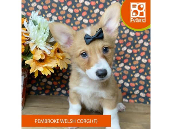 Pembroke Welsh Corgi – 9487