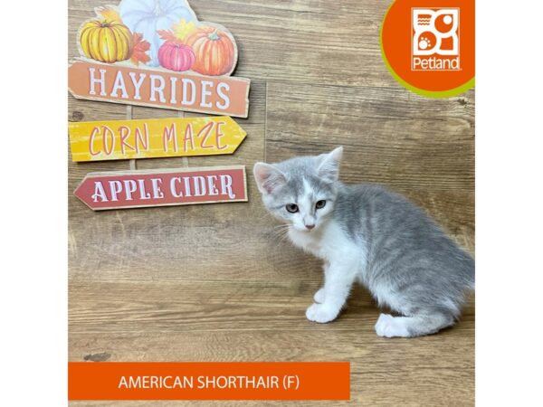 American Shorthair – 9505