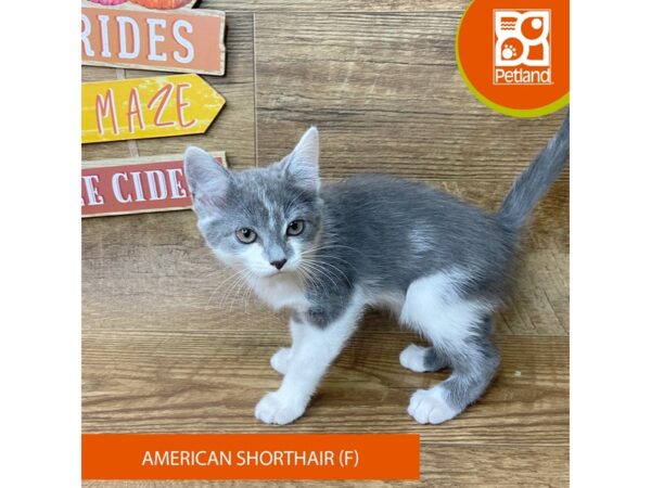 American Shorthair – 9504
