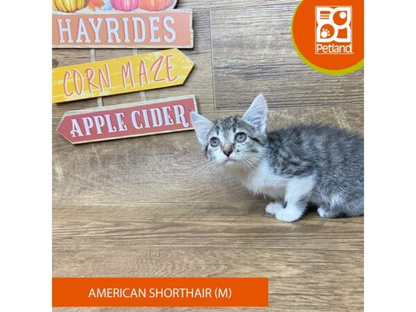 American Shorthair – 9503