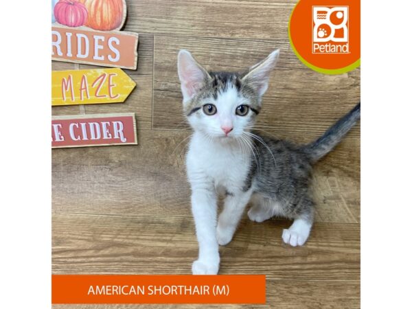 American Shorthair – 9502