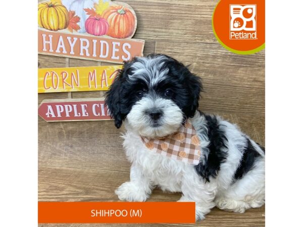 Shihpoo – 9501