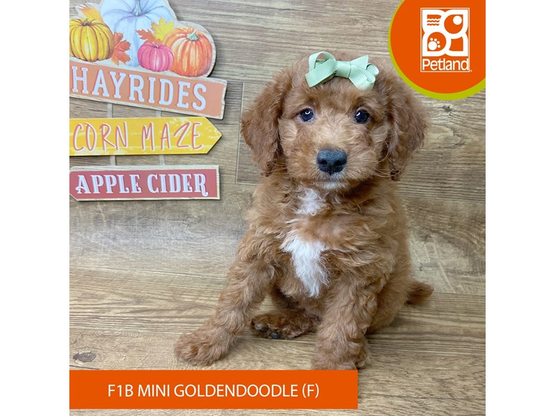 Goldendoodle Mini F1b - 9500 Image #1