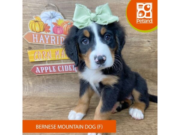 Bernese Mountain Dog – 9498