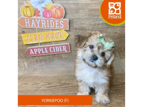 Yorkiepoo – 9496