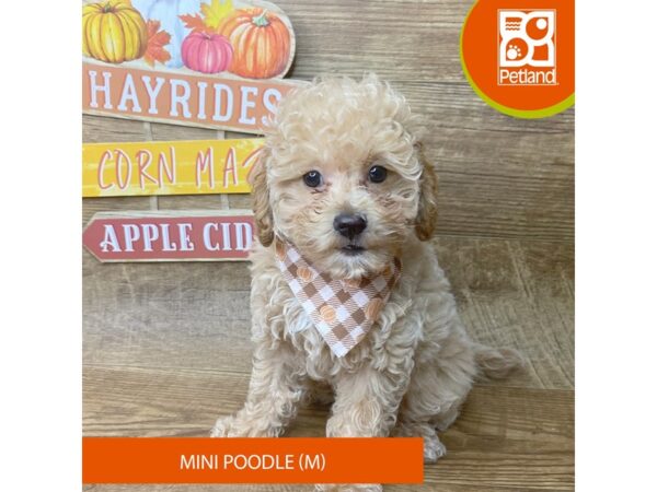 Poodle Mini – 9495