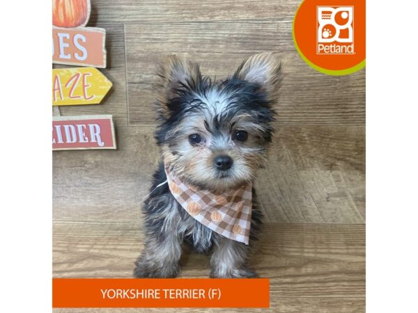Yorkshire Terrier – 9494