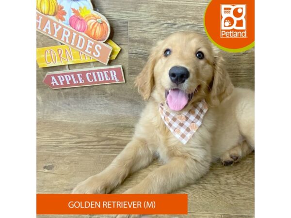 Golden Retriever – 9493