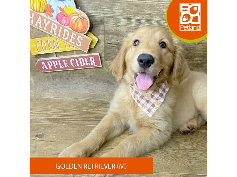 Golden Retriever - 9493 Image #1