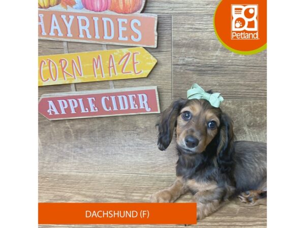 Dachshund – 9492