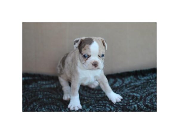 Boston Terrier – 9513