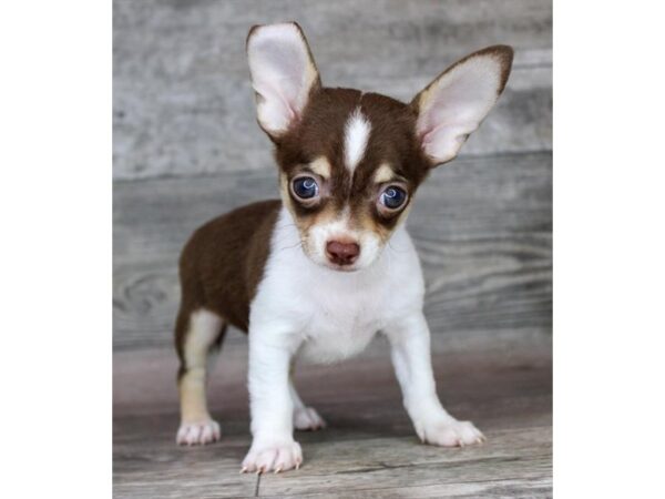 Chihuahua – 9508
