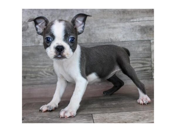 Boston Terrier – 9507