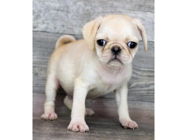 Pug – 9510