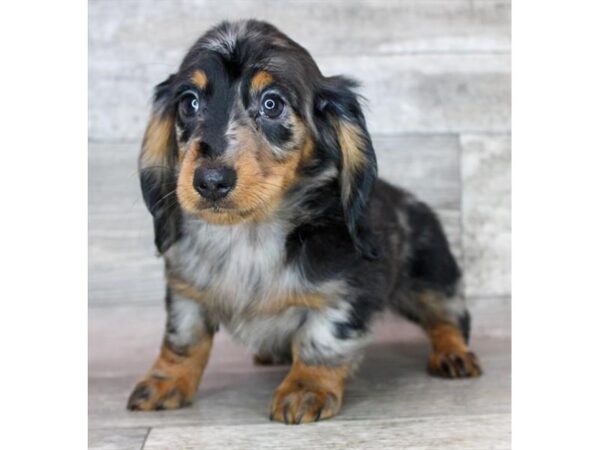 Dachshund – 9509