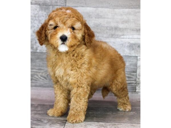 Goldendoodle Mini 2nd Gen – 9512