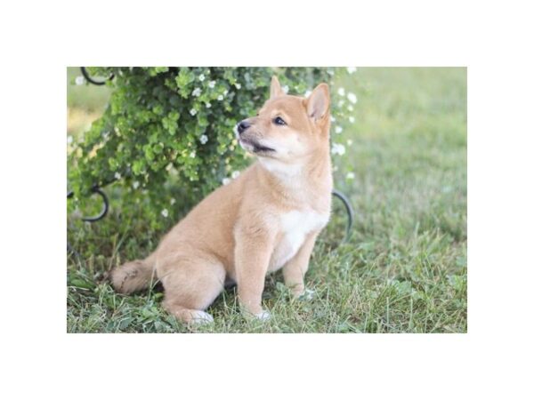 Shiba Inu – 9514