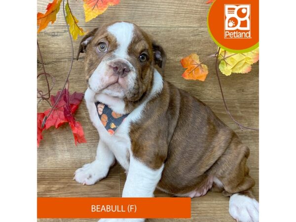 Beabull – 9516