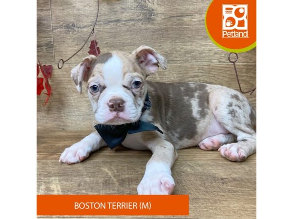Boston Terrier – 9513