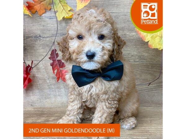 Goldendoodle Mini 2nd Gen – 9512