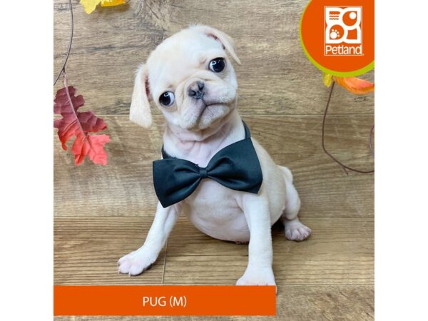 Pug – 9510
