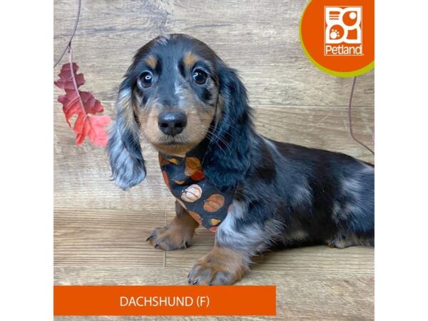 Dachshund – 9509