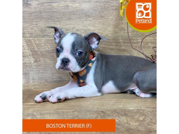 Boston Terrier – 9507