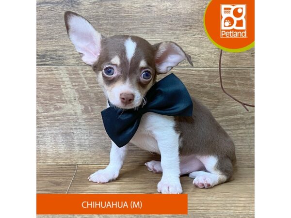 Chihuahua – 9508