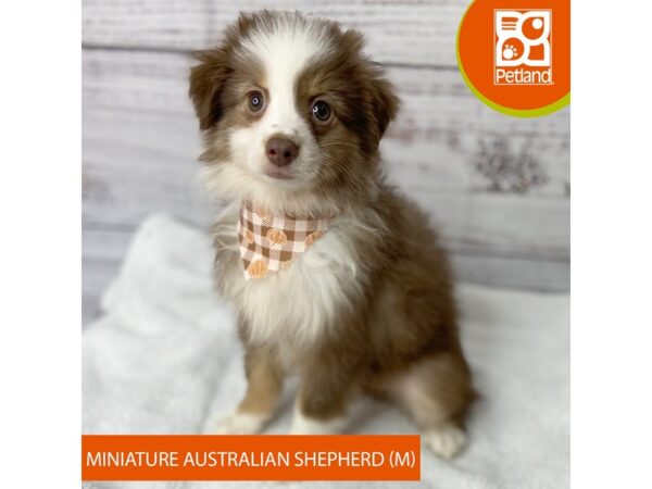 Miniature Australian Shepherd – 9544