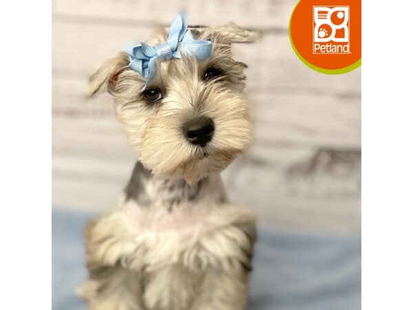 Miniature Schnauzer – 9547