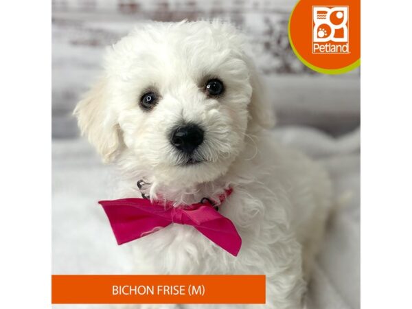Bichon Frise – 9555