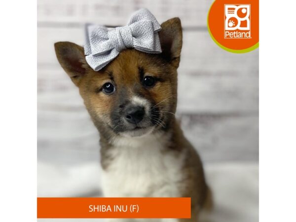 Shiba Inu – 9564