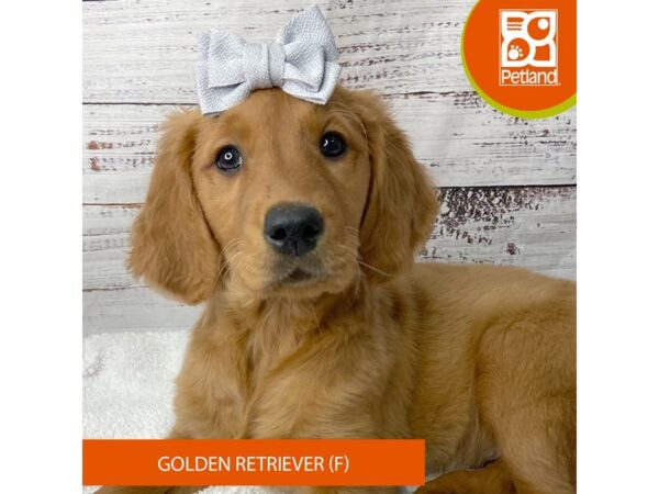 Golden Retriever – 9558