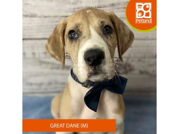 Great Dane – 9571