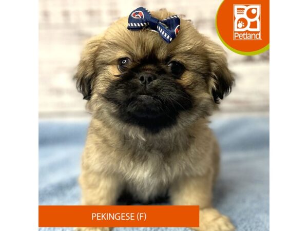Pekingese – 9570