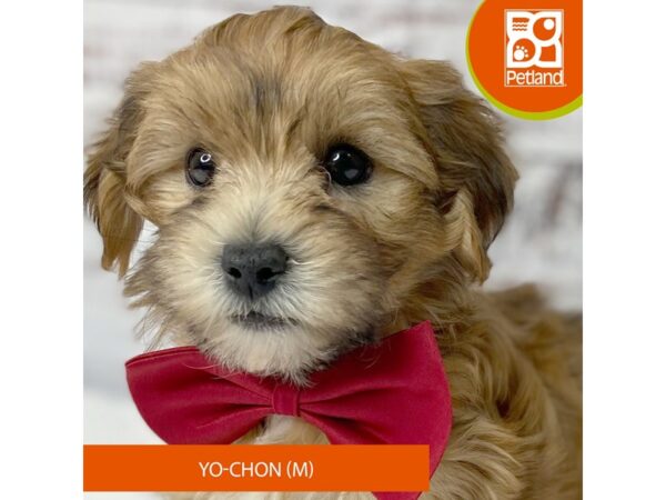 Yo-Chon – 9581