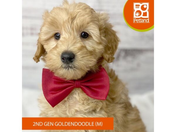 Goldendoodle 2nd Gen – 9580