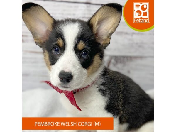 Pembroke Welsh Corgi – 9578