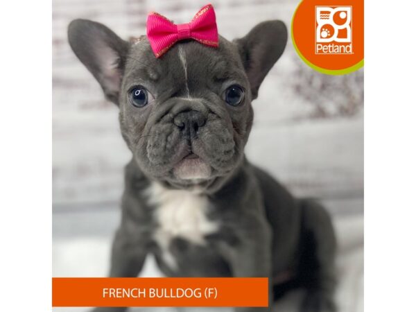 French Bulldog – 9557