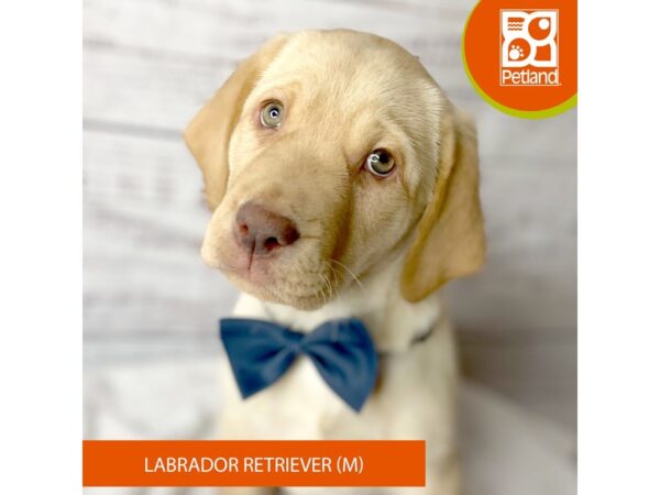Labrador Retriever – 9567