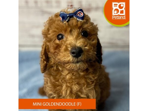 Goldendoodle Mini – 9572