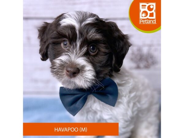 Havapoo – 9568