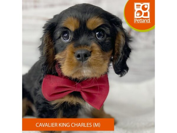 Cavalier King Charles Spaniel – 9579