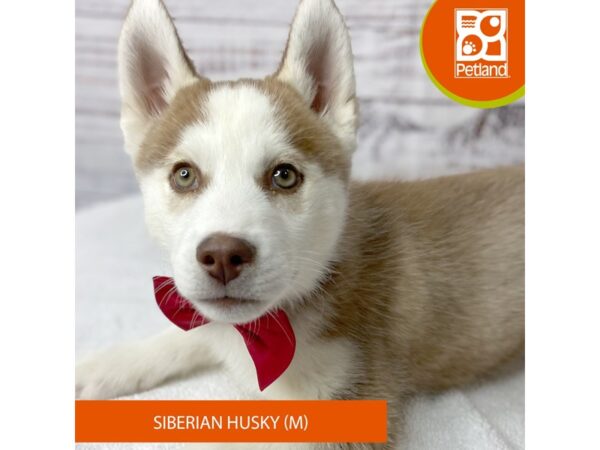 Siberian Husky – 9576