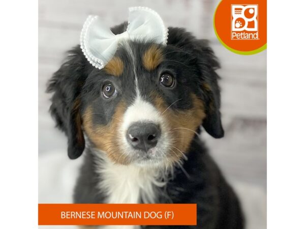 Bernese Mountain Dog – 9574