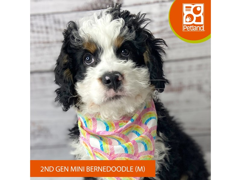 Petland puppies for sale deals