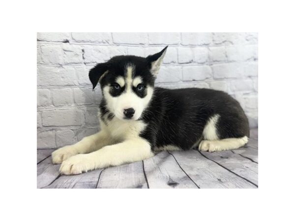 Siberian Husky – 10034